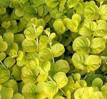 Lysimachia nummularia 'Aurea'
