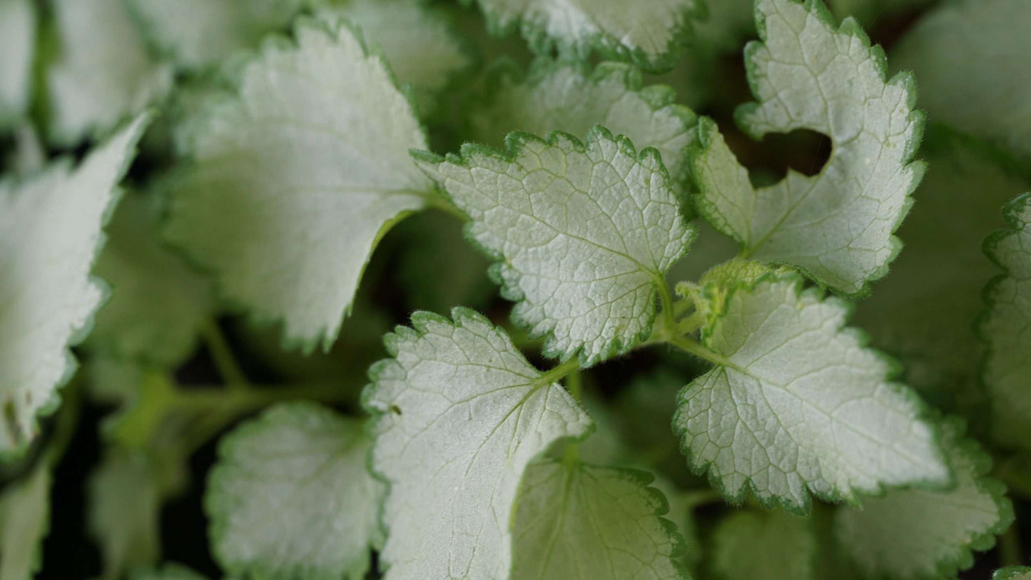 Lamium maculatum 'Ghost'