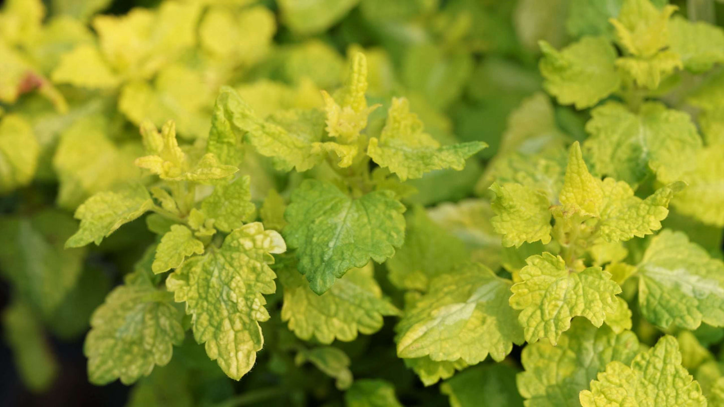 Lamium maculatum 'Aureum'