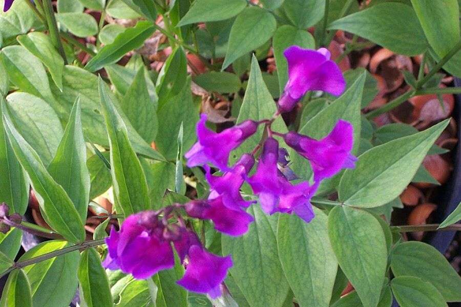 Lathyrus vernus