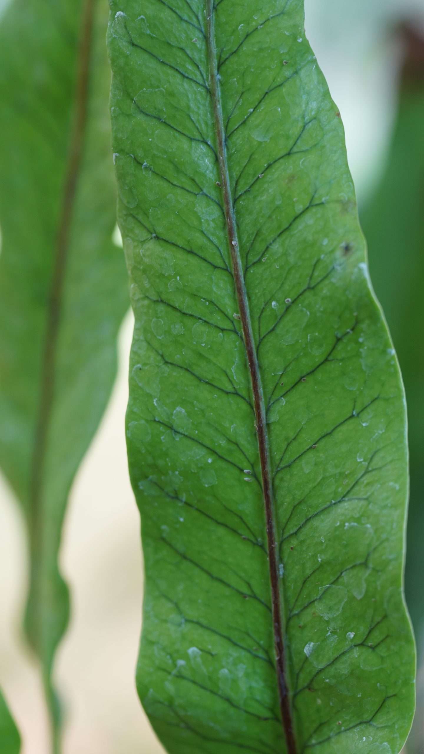 Lepisorus bicolor