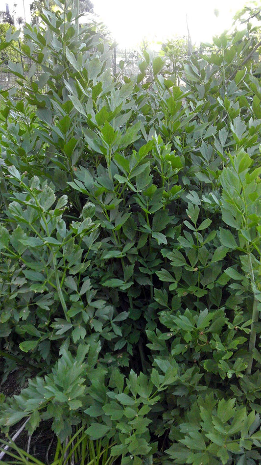 Levisticum officinale