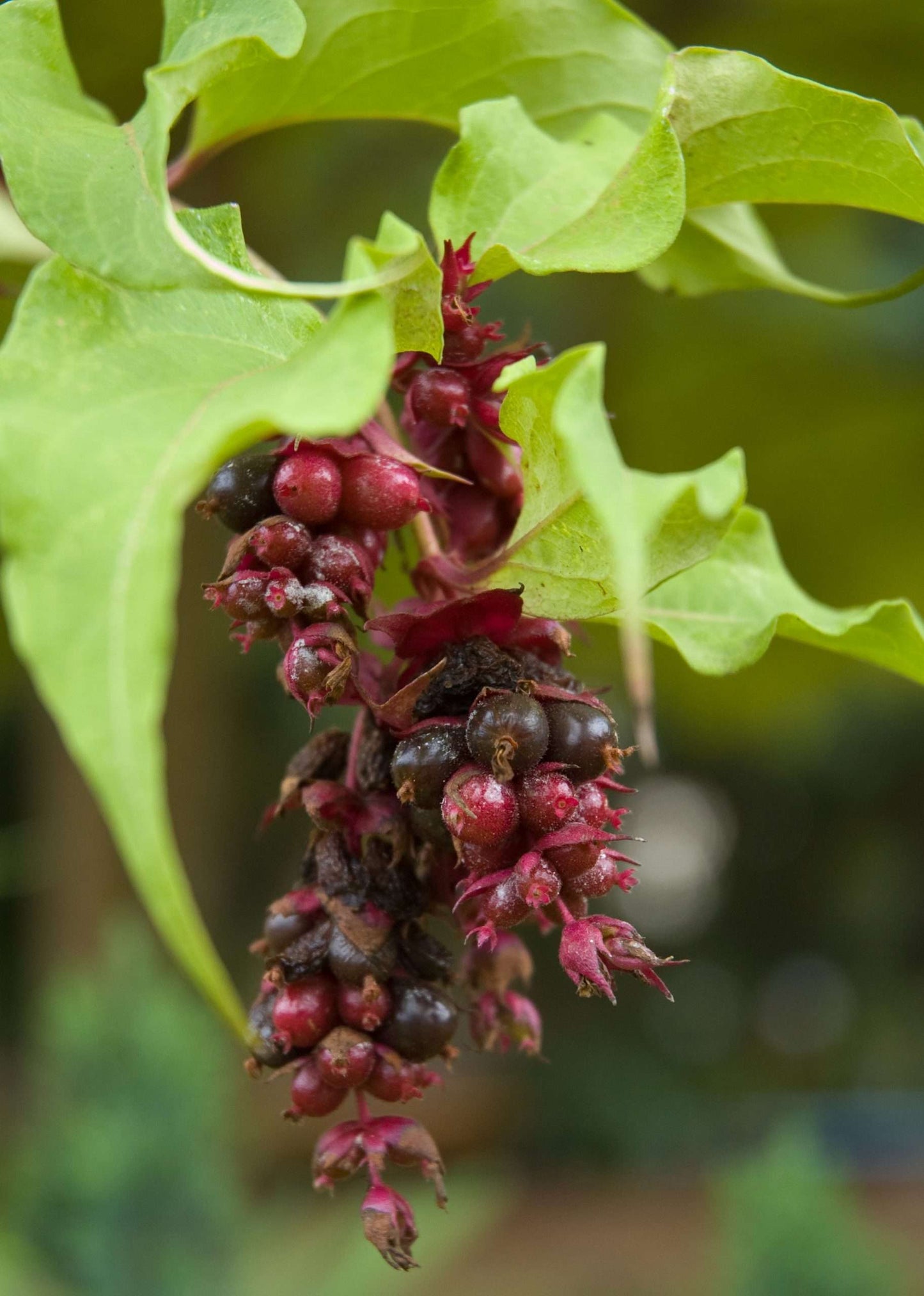 Leycesteria formosana