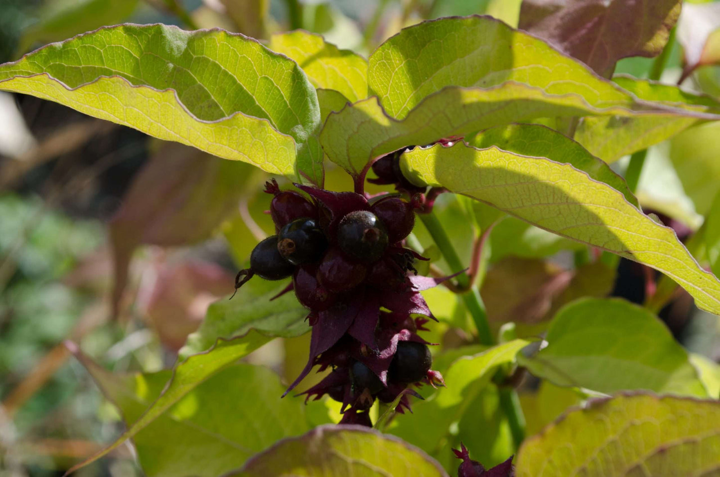 Leycesteria formosana