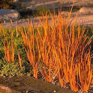 Libertia peregrinans