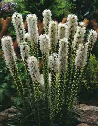 Liatris spicata 'Floristan Weiss'