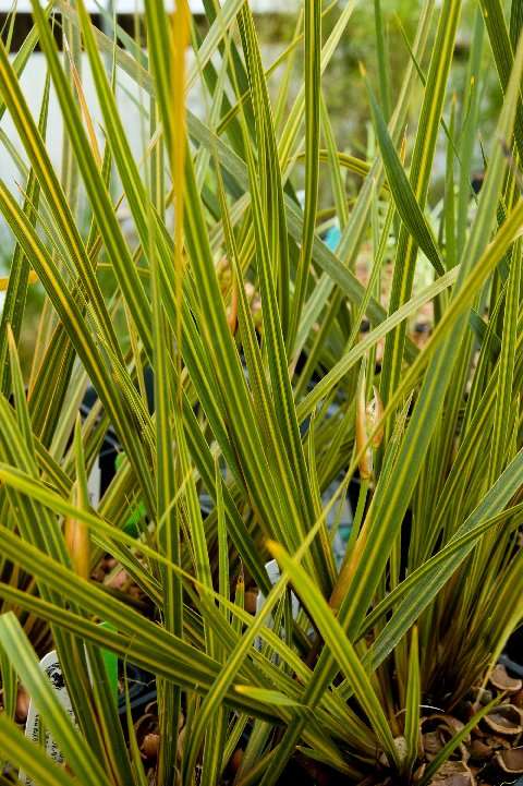 Libertia peregrinans 'Gold Stripe'