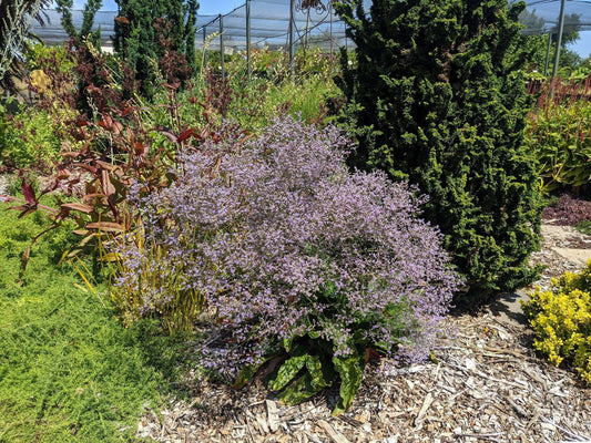 Limonium latifolium