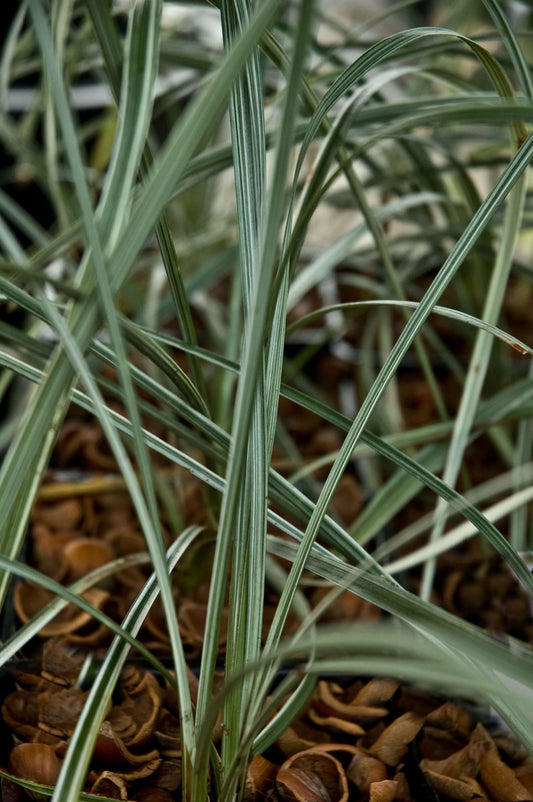 Liriope spicata 'Silver Dragon'