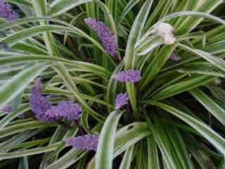 Liriope muscari 'Silvery Sunproof'