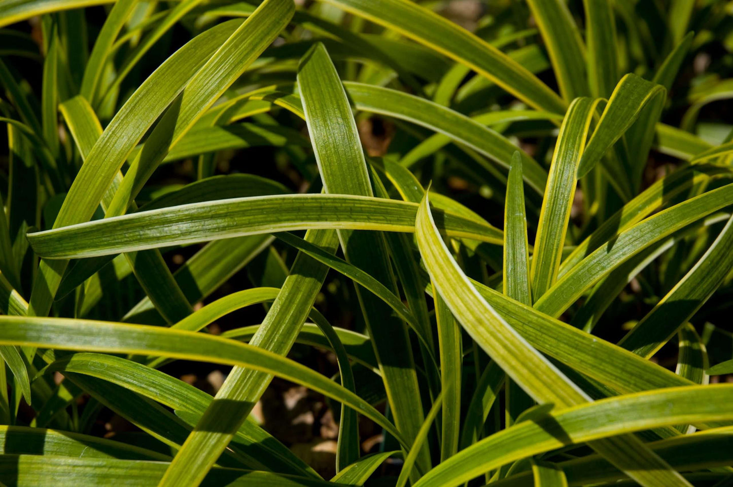 Liriope muscari 'Gold Band'