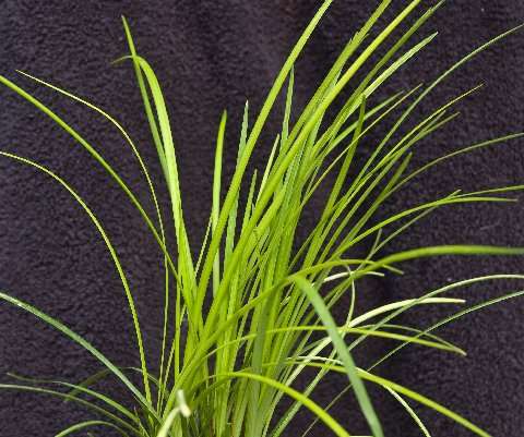 Liriope graminifolia 'Porcupine'