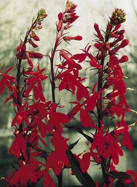Lobelia cardinalis 'Queen Victoria'