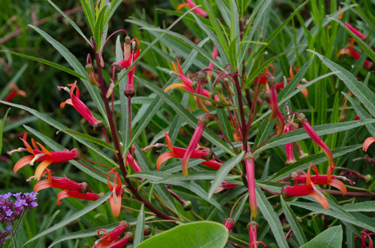 Lobelia laxiflora