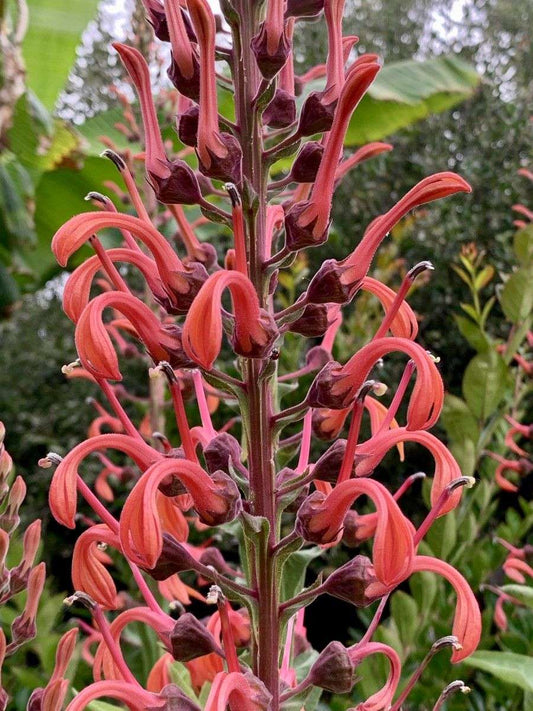 Lobelia tupa