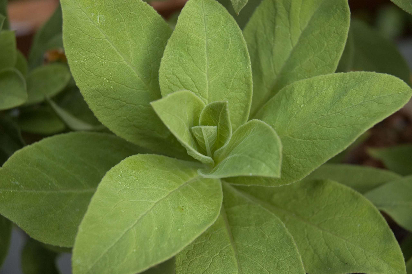 Lobelia tupa