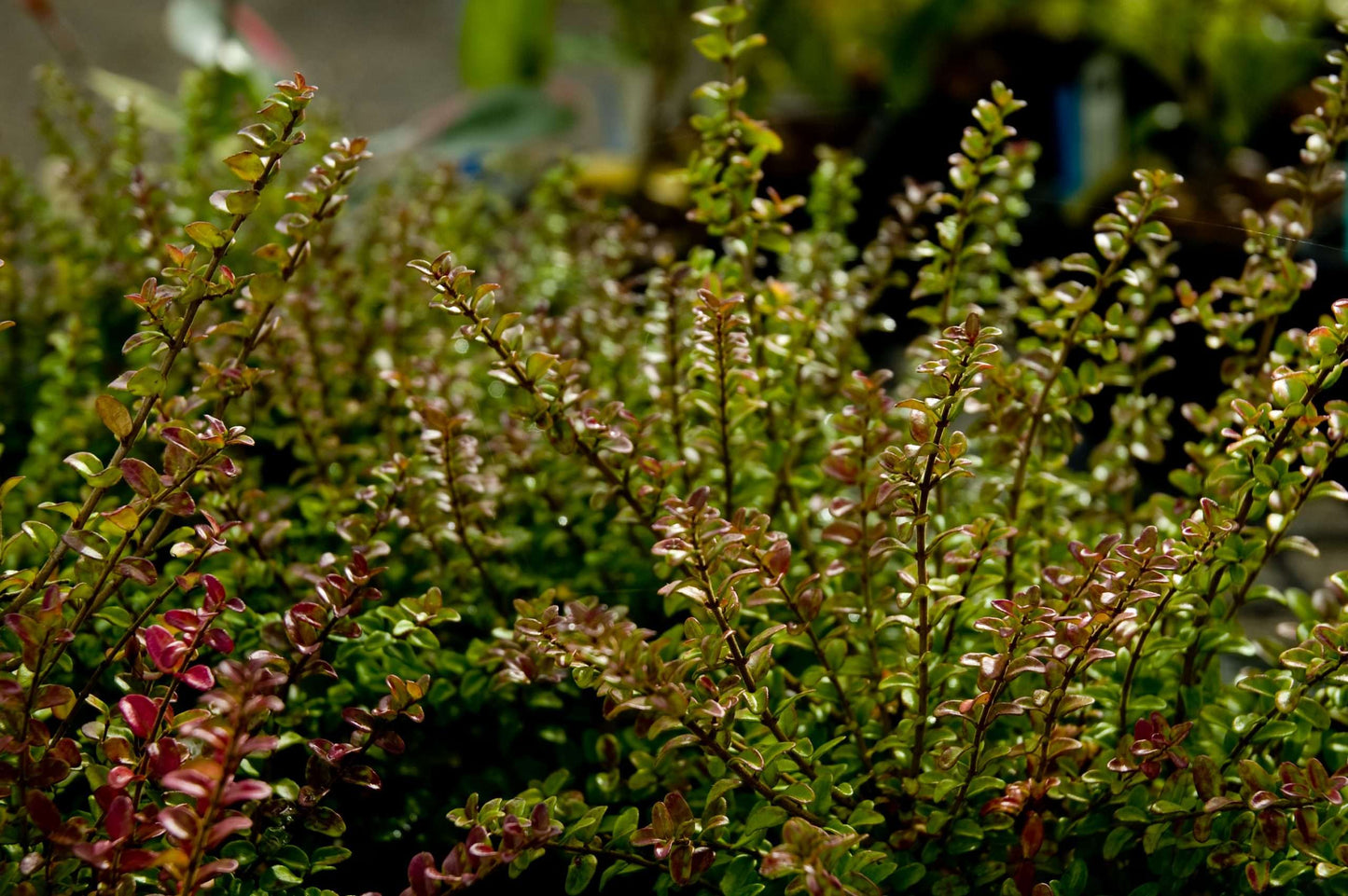 Lonicera nitida Twiggy