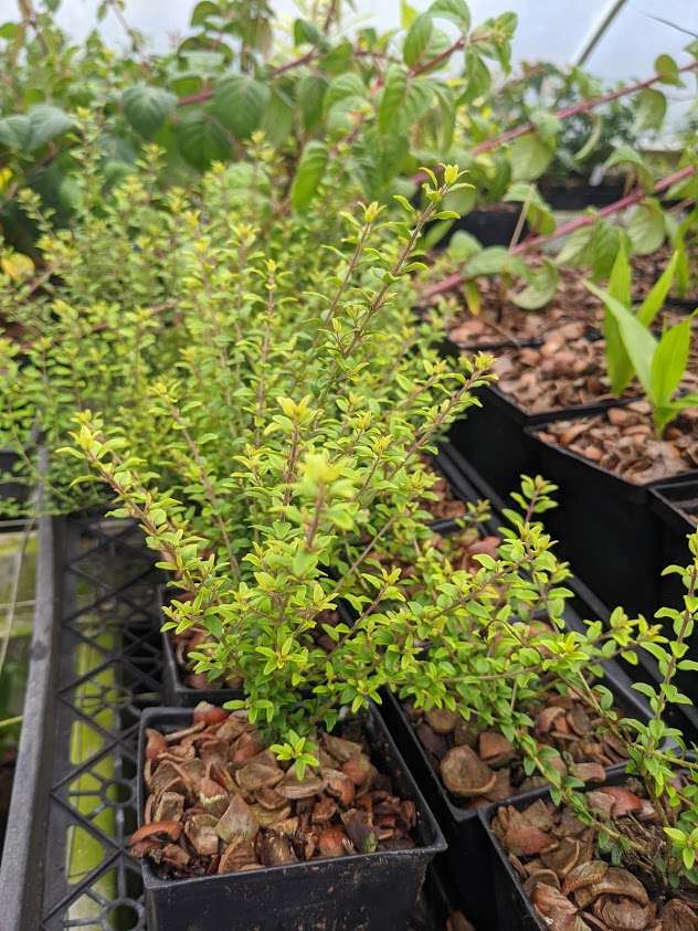 Lonicera nitida Twiggy