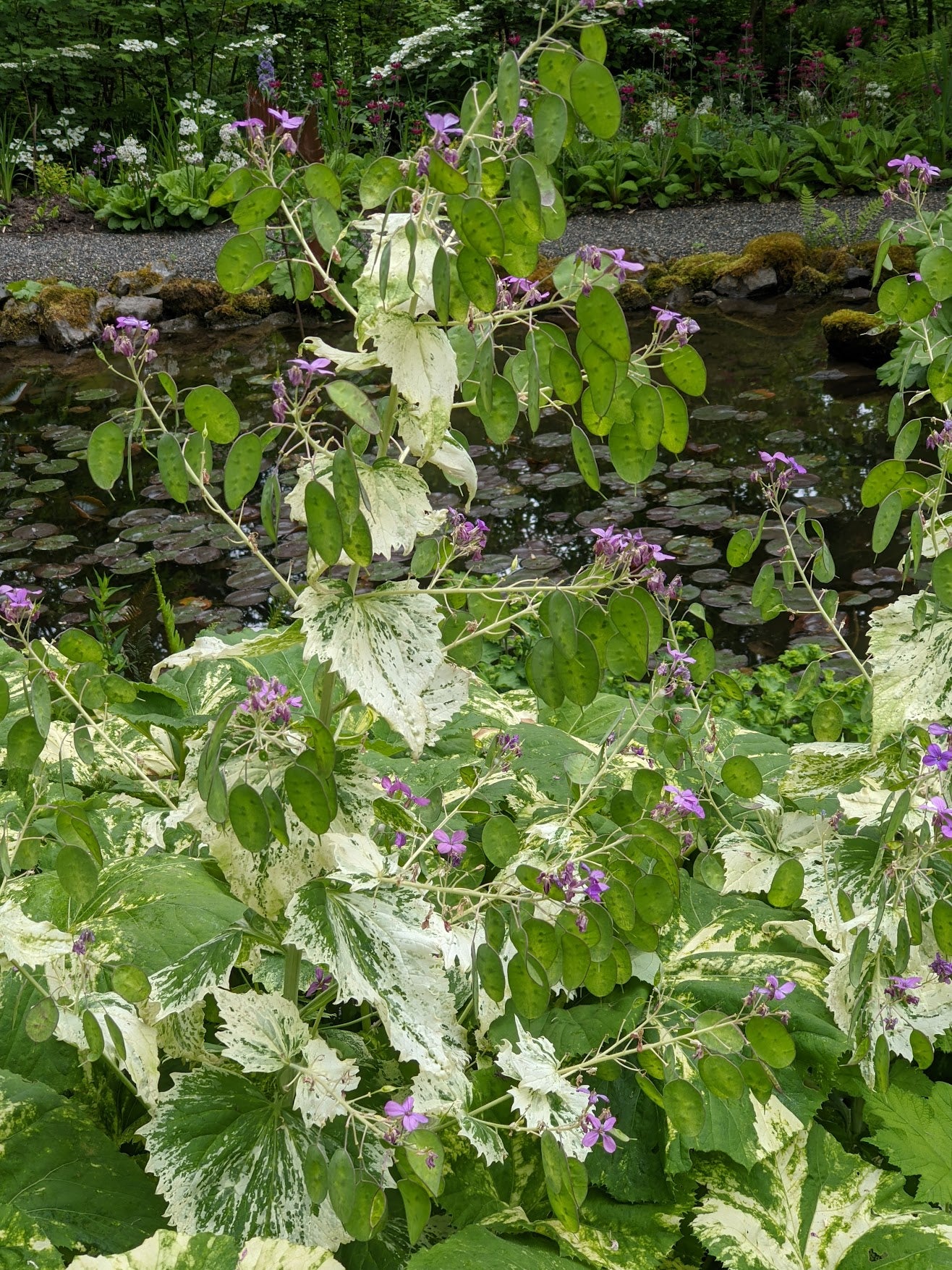 Lunaria annua ‘Variegata’