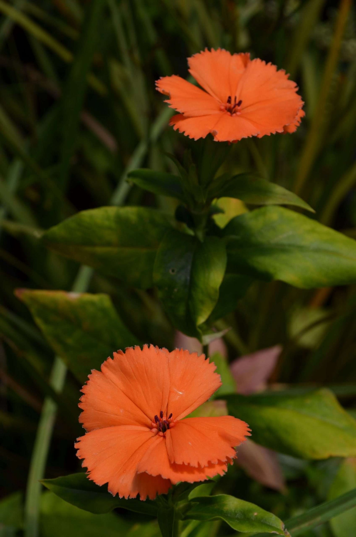 Lychnis cognata