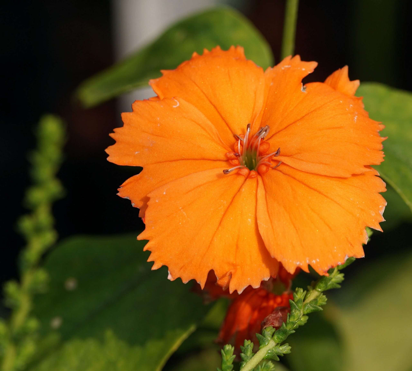 Lychnis cognata
