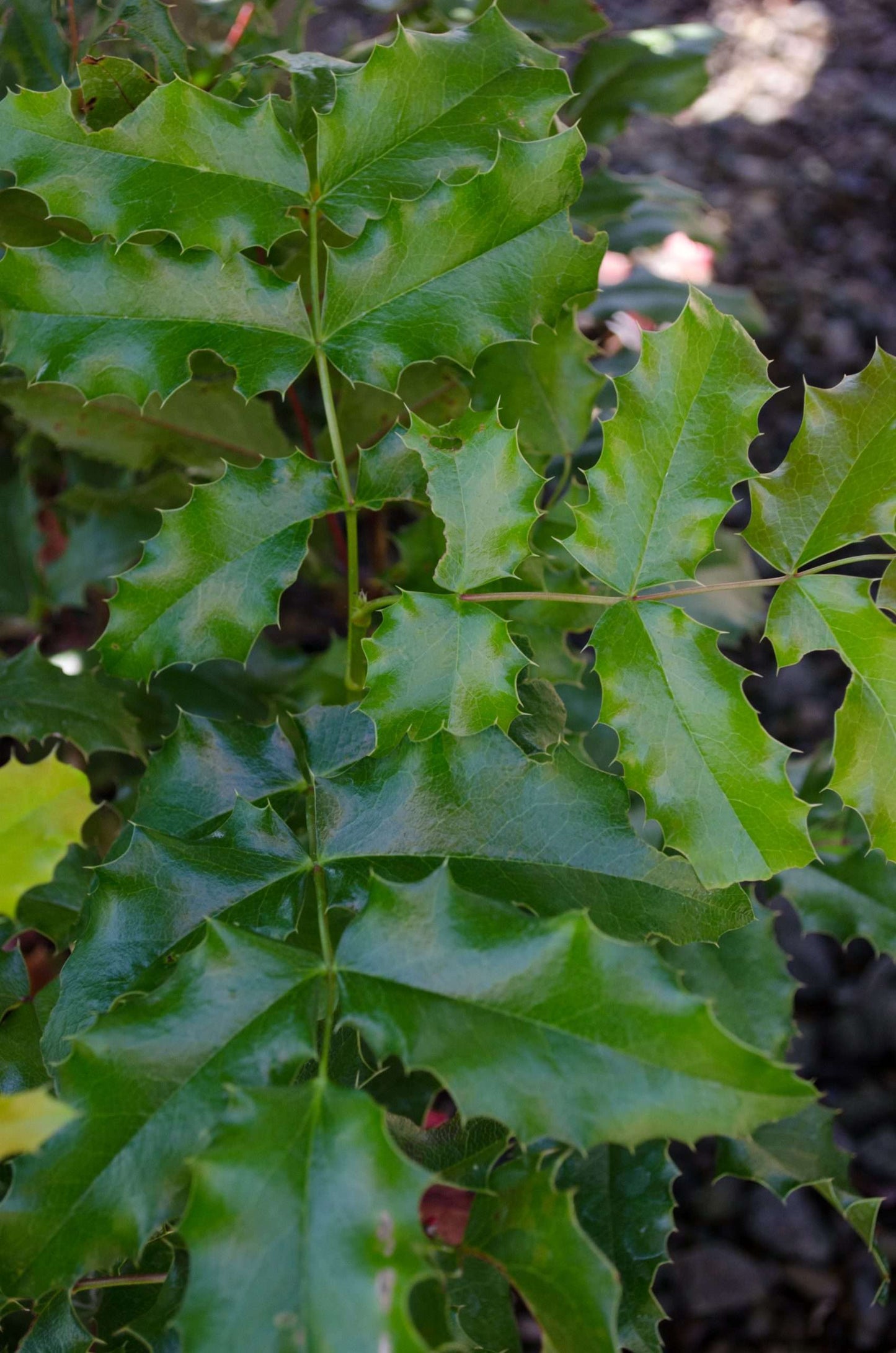 Mahonia aquifolium