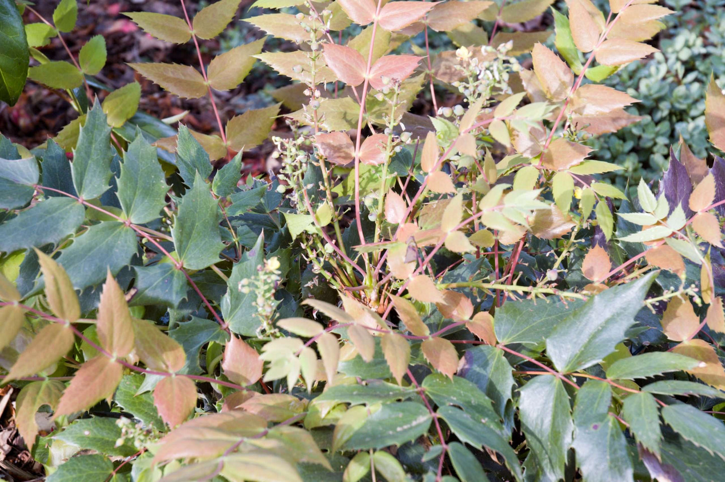 Mahonia nervosa