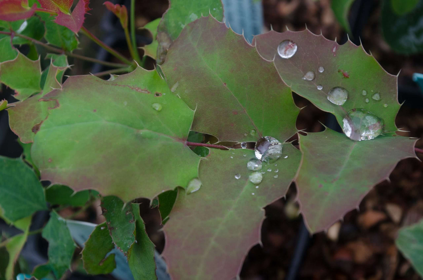 Mahonia repens