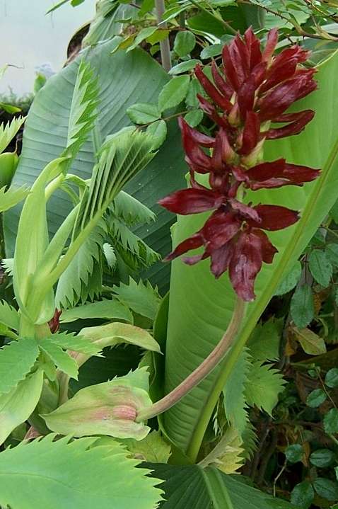 Melianthus major