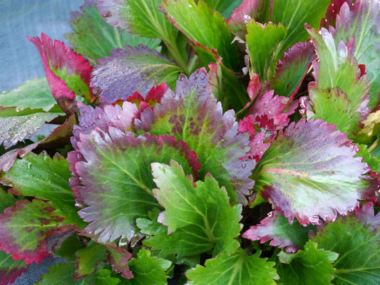 Mukgenia hybrid Nova® 'Flame'