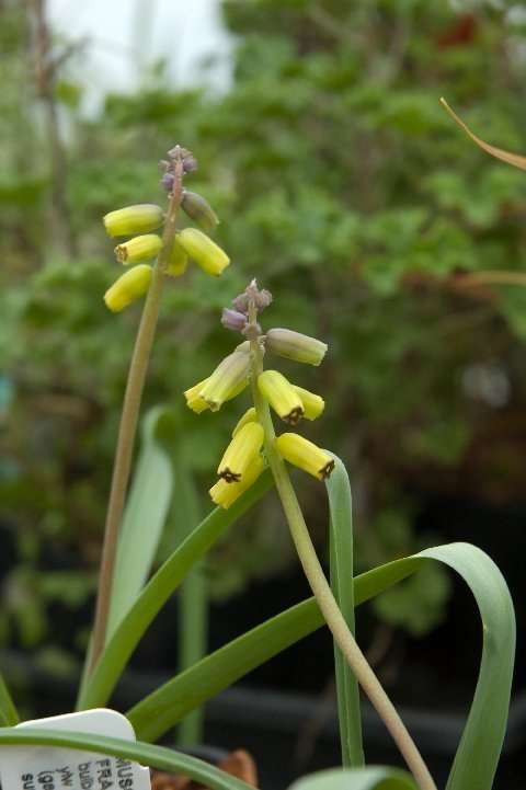 Muscari macrocarpum 'Golden Fragrance'