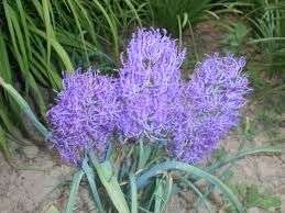 Muscari comosum 'Plumosum'