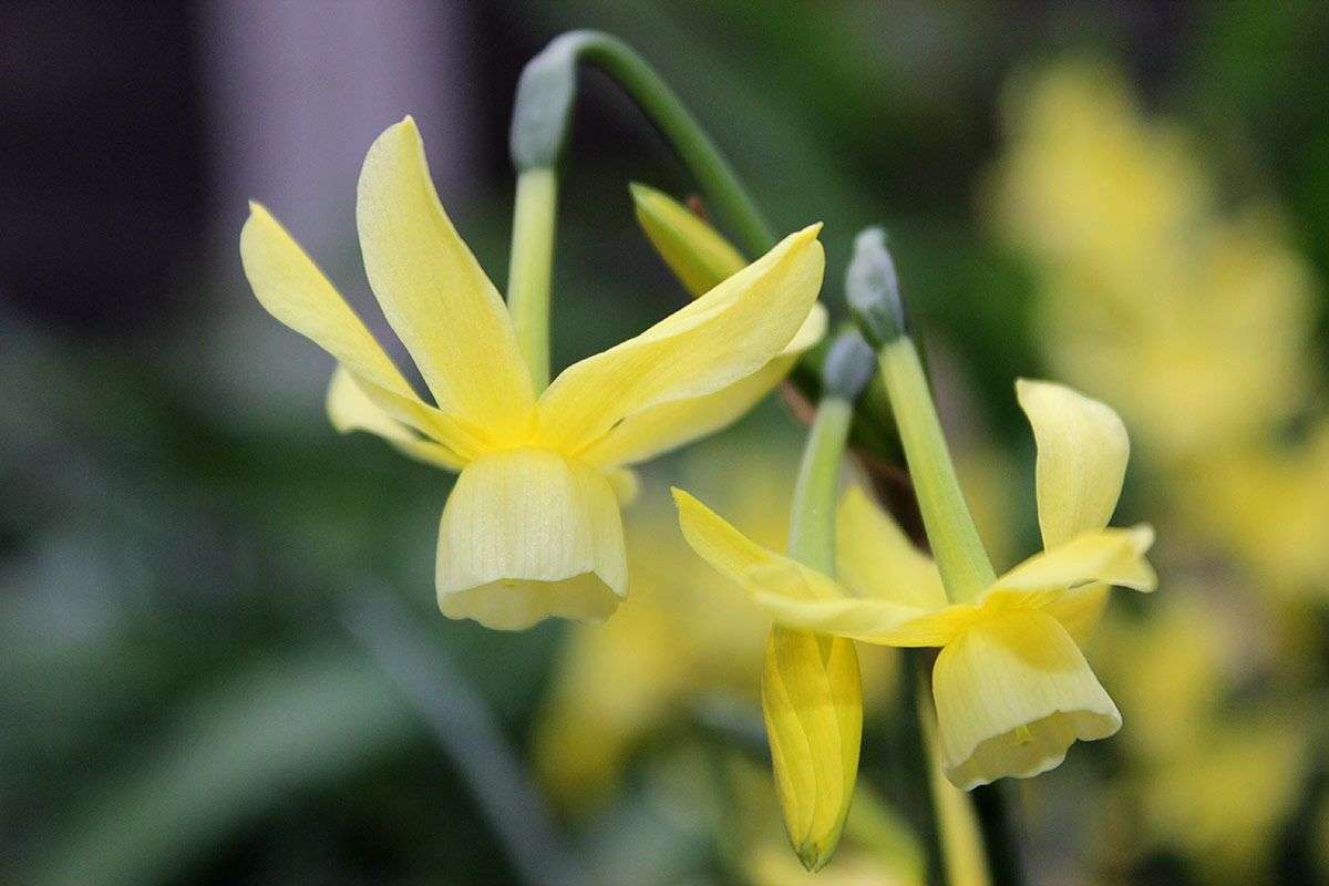 Narcissus 'Hawera'