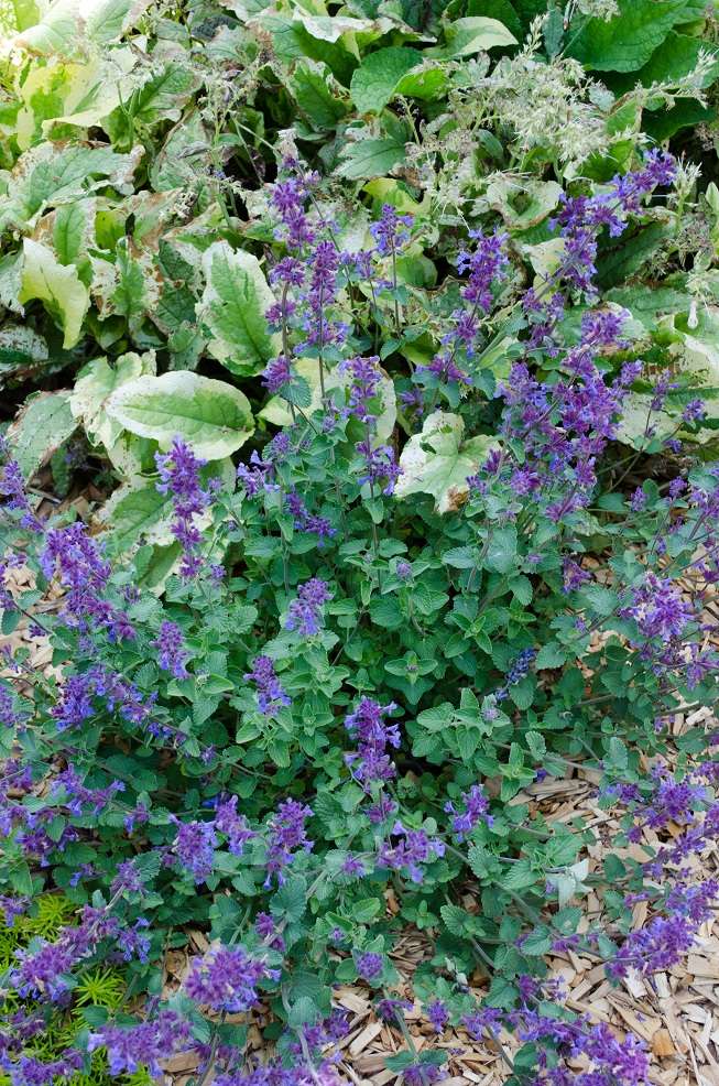 Nepeta x faassenii 'Felix'