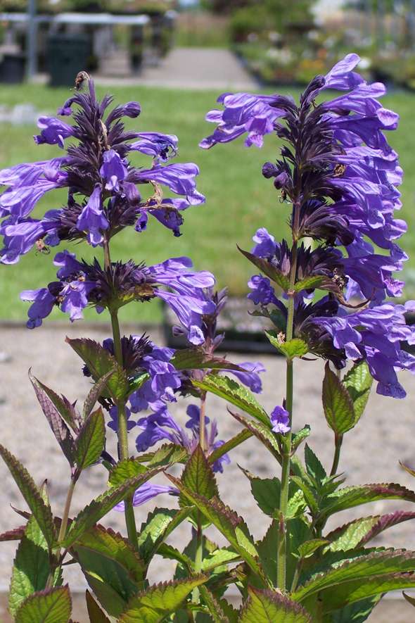 Nepeta yunnanensis