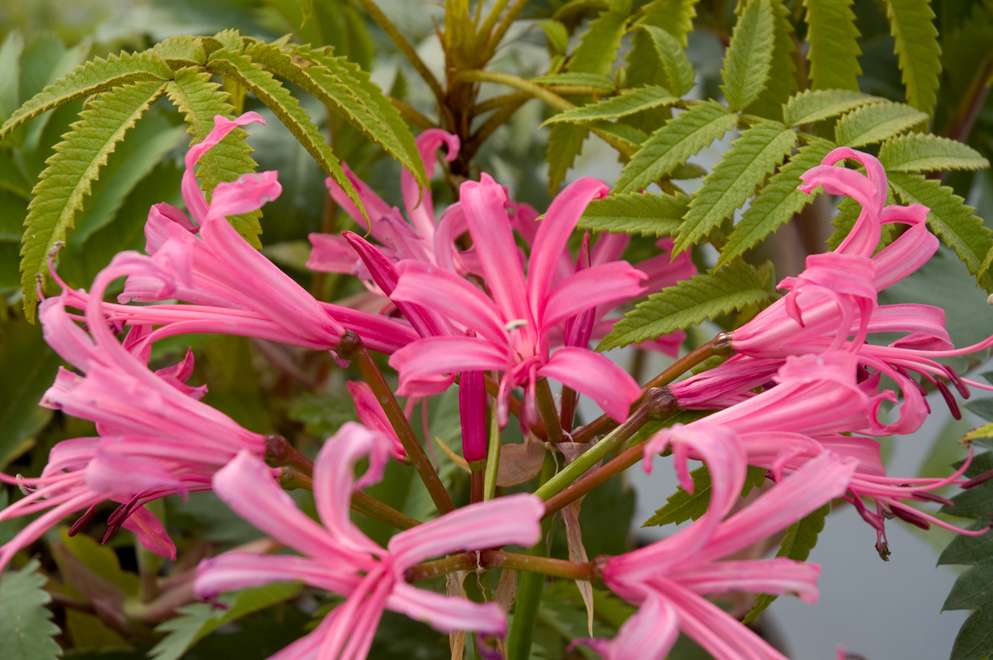 Nerine bowdenii