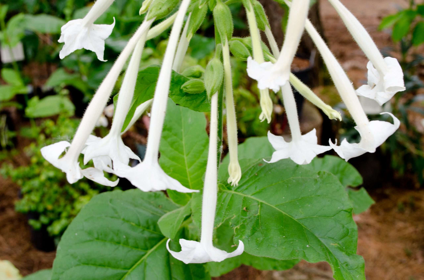 Nicotiana sylvestris