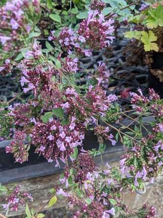 Origanum laevigatum 'Herrenhausen'