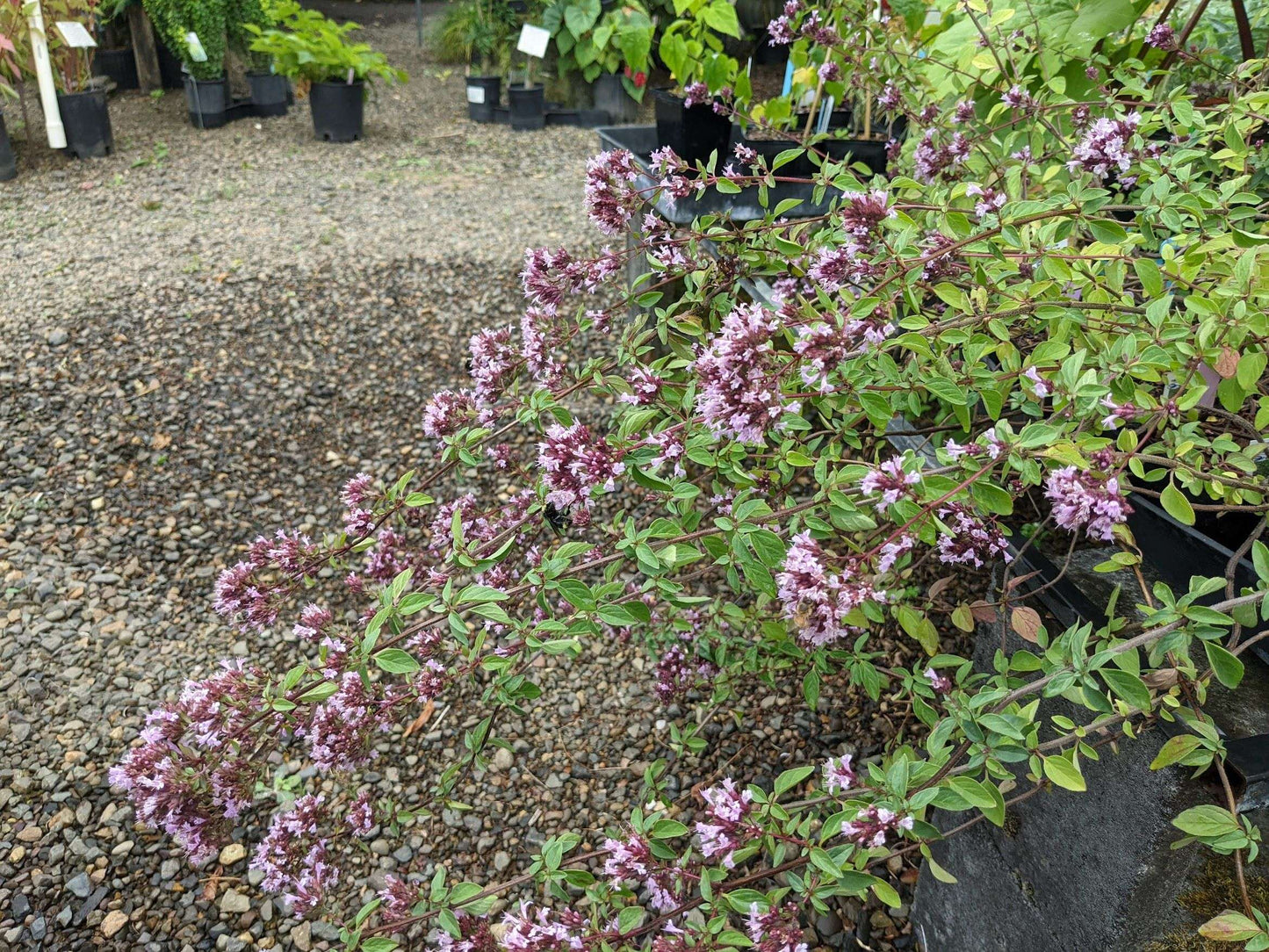 Origanum laevigatum 'Herrenhausen'