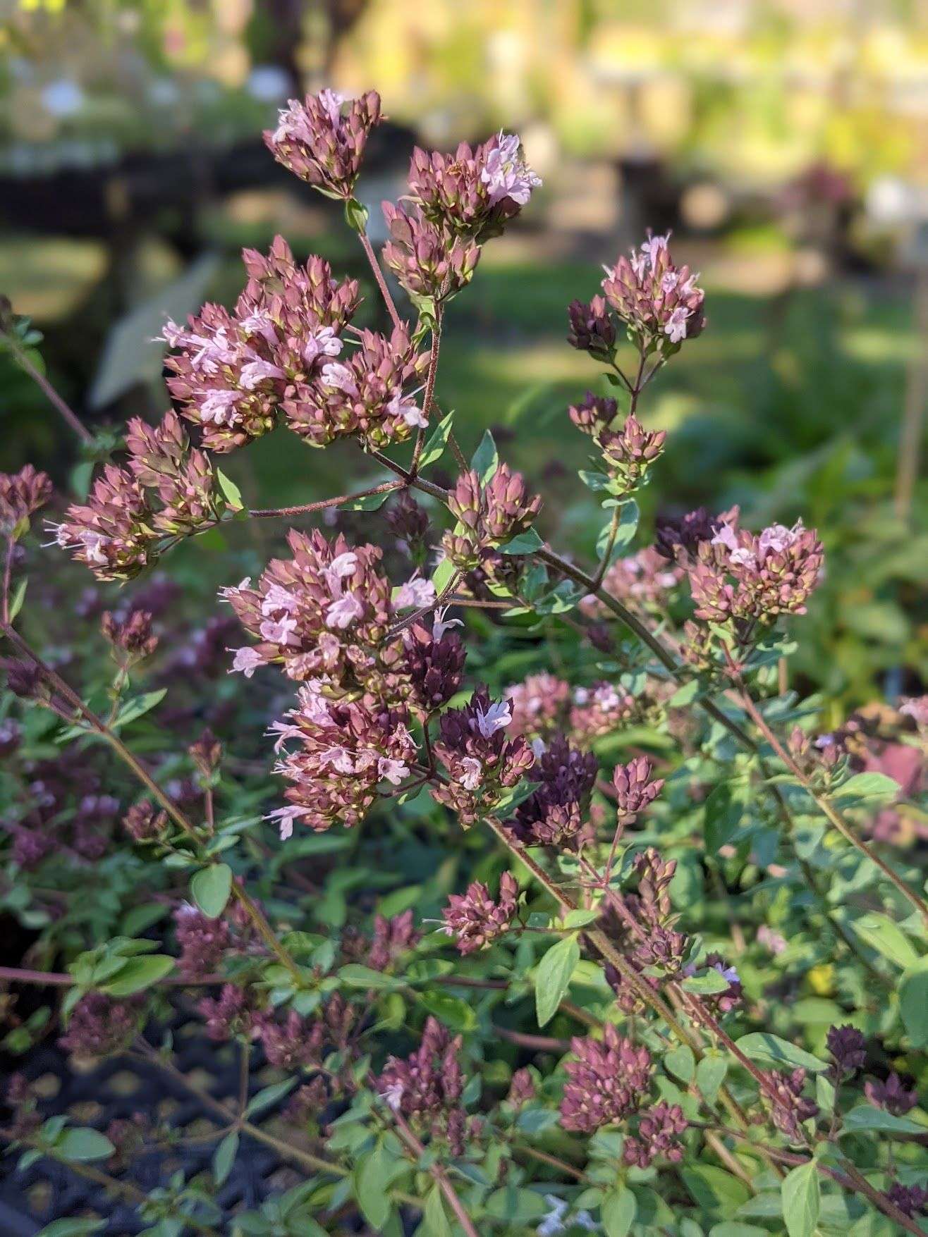 Origanum laevigatum 'Herrenhausen'