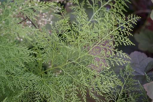 Onychium japonicum Sichuan Lace