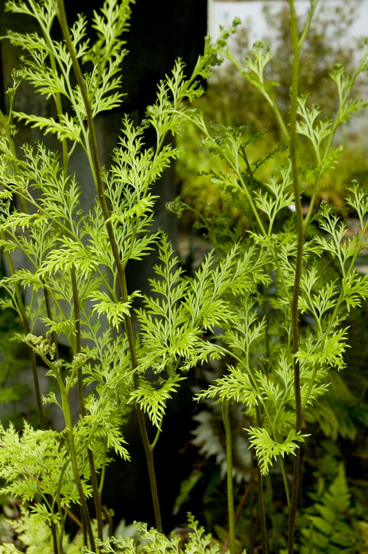 Onychium japonicum Sichuan Lace