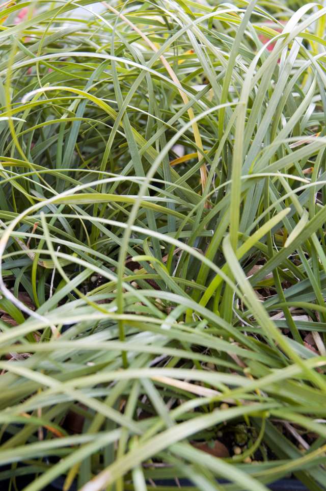 Ophiopogon clarkei