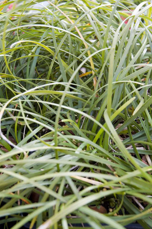 Ophiopogon clarkei