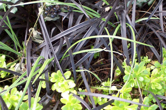 Ophiopogon planiscapus 'Nigrescens'