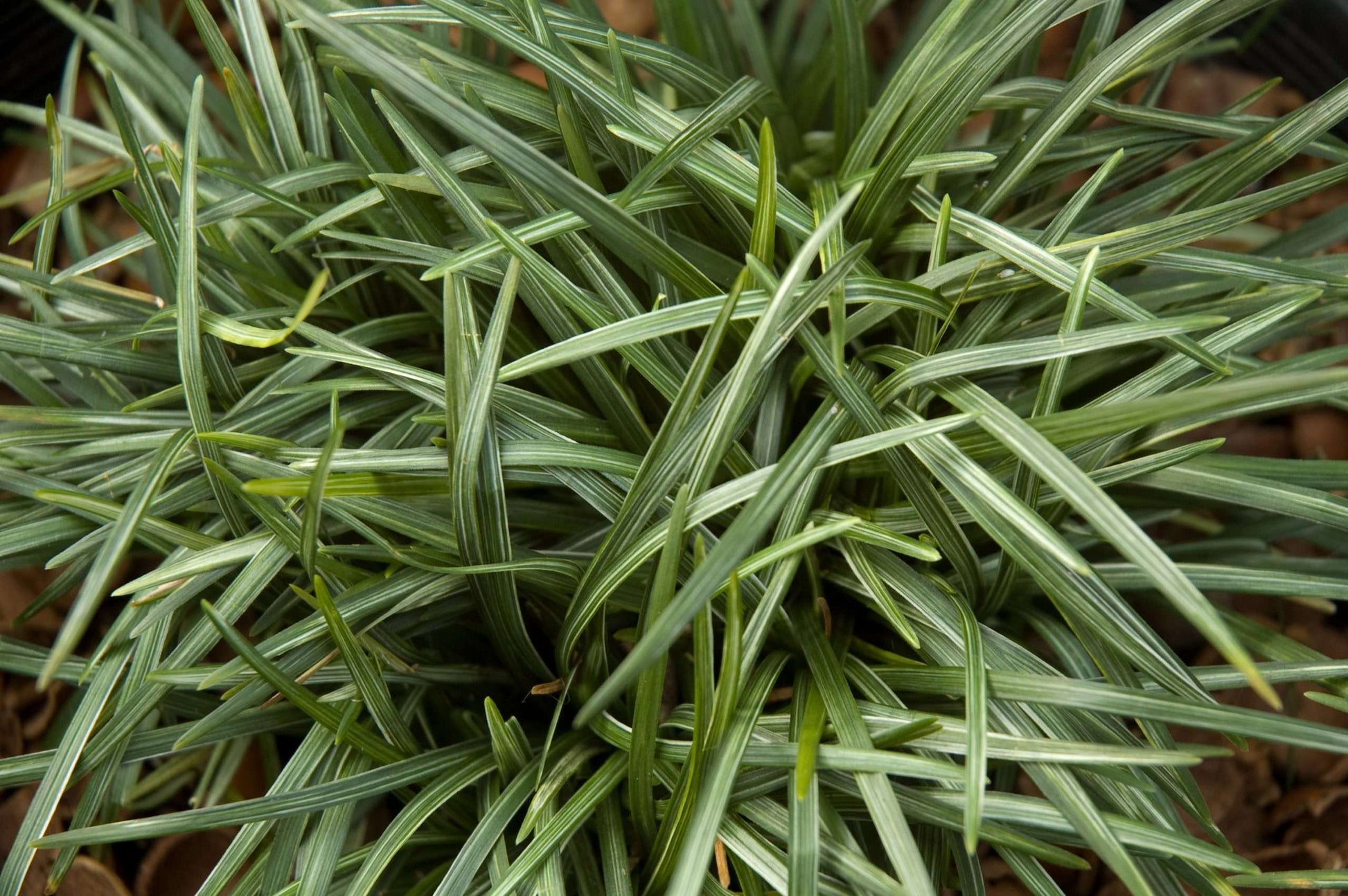 Ophiopogon japonicus Gyoku Ryu