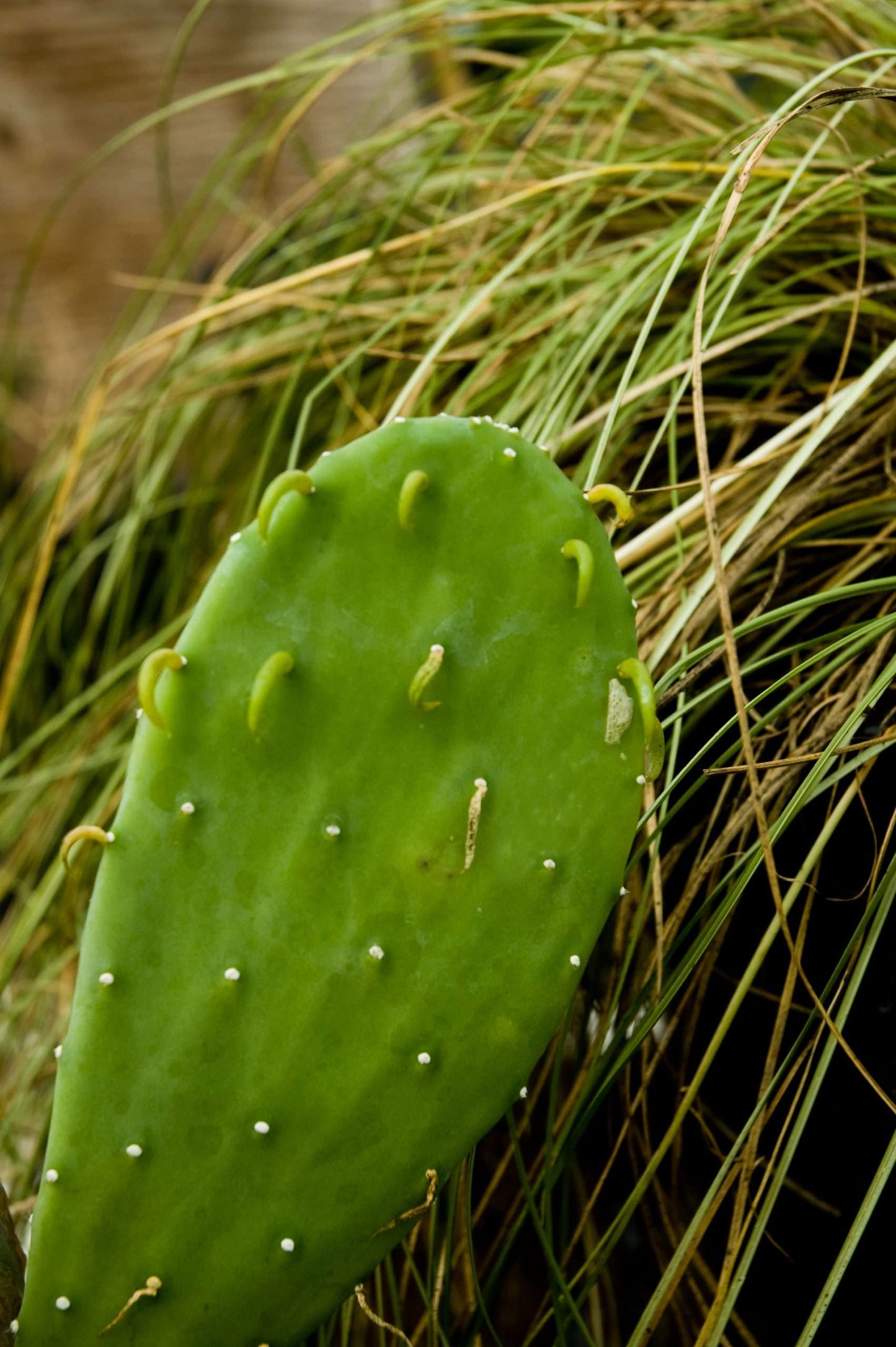 Opuntia cacanapa ‘Ellisiana’