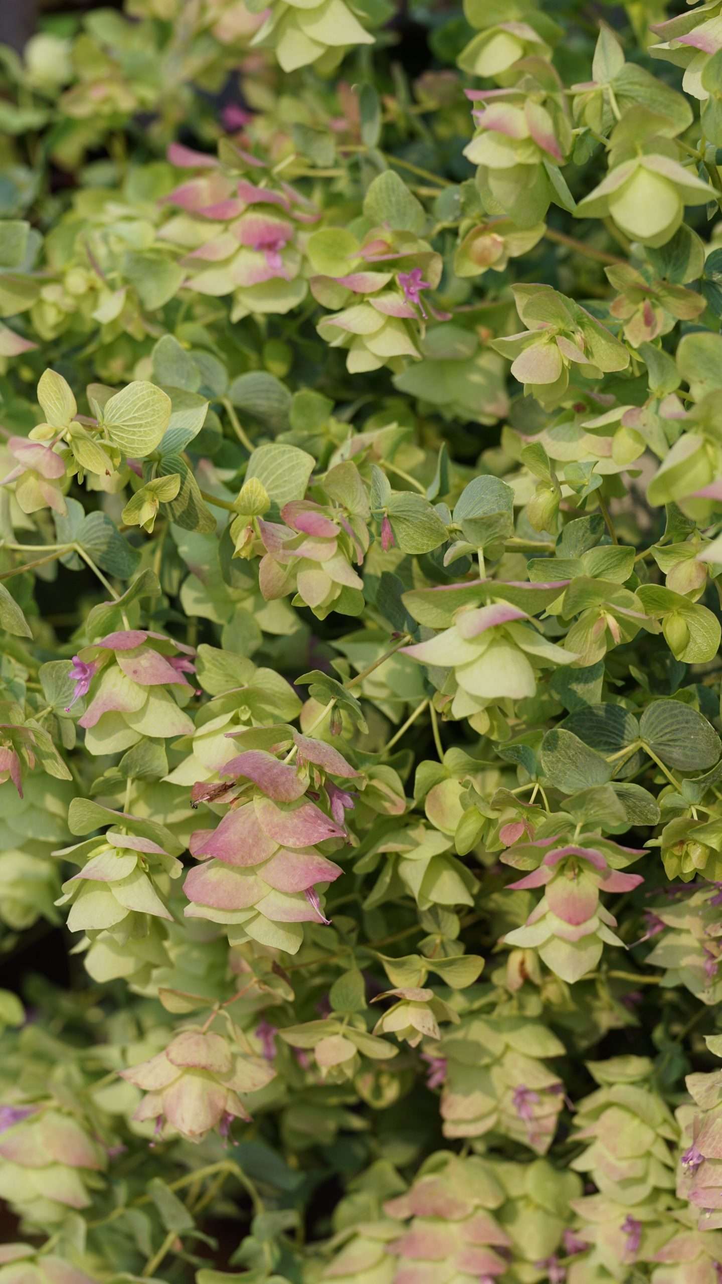 Origanum 'Kent Beauty'