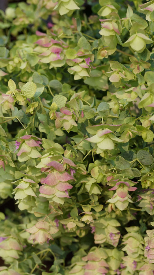 Origanum 'Kent Beauty'