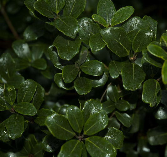 Osmanthus heterophyllus 'Rotundifolius'